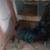 1 hen and 1 Rooster 8 thumbnail