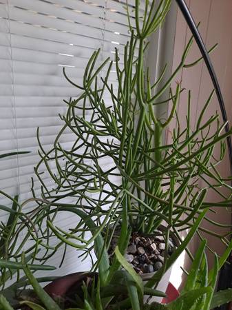 plant  pencil cactus 1