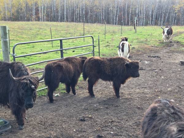 Yak Bull Calves 1
