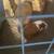 Baby guinea pigs 5 thumbnail