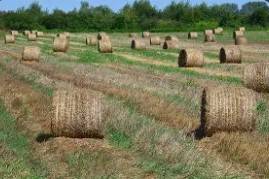 Cow/goat hay 4x4x8 big bales 1