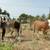 Braford Replacement Heifers 3 thumbnail
