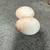 Fertilized, turkey eggs 2 thumbnail