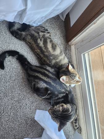 Bonded pair of cats (Sioux falls)63840149700611120
