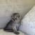 Scottish fold kittens 5 thumbnail