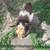 Pygmy Goats 2 thumbnail