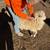 Lamb Sheep 11 thumbnail