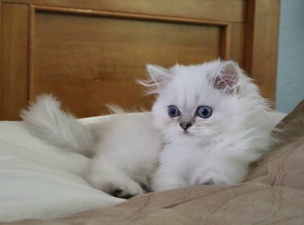 Himalayan Kitten (Micanopy)63992989775875124
