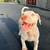 Deaf albino pitpull pup 9 thumbnail