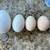 Chinese Goose – Perfect For Table Food or Pets! Each 15 thumbnail