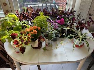 Cheap Mature Tradescantia 'Purple Heart' Houseplants 6" Pots for $5 1