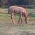 Quarter horse filly 2 thumbnail