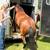Young Mustang Gelding 10 thumbnail