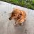 Golden Retriever 2 thumbnail