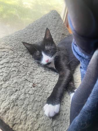 homing 4 month old stray kitten (Moses lake)63656878646529120