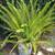 round wooden dining table, 6 chairs, chest freezer, plants 13 thumbnail