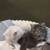 5 mixed Scottish kittens 20 thumbnail