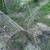 Snapping turtle pond nets 1 thumbnail