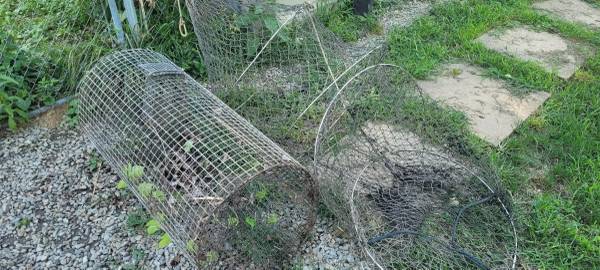 Snapping turtle pond nets 1