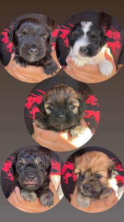 Cachorros Malt/htzu adorables63955848125570120