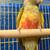 pineapple conure 3 thumbnail