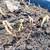 Live Black Walnut Tree Sprouts 4-6”Freshly Dug Bare Root PU/SHIP 3 thumbnail