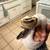 Pied Ball Python 2 thumbnail