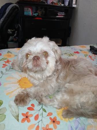 Female  shih-tzu (Duenweg)63654750162435121