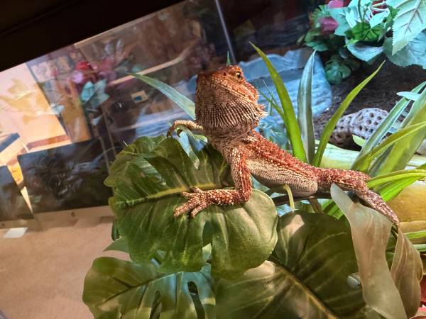Red monster bearded dragon 1