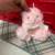 Free Pink Plush Bear with 'I Love You' Heart 2 thumbnail