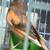 Song birds, canaries, java finch &  gouldians to re-home 11 thumbnail