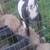 Nigerian dwarf doe 2 thumbnail