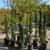 Patio Tree 12 thumbnail