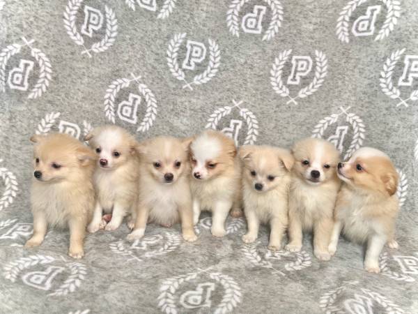 Cachorros Pomerania de 2 meses (Staten Island)63619623705217124
