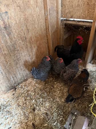 Four Barred Rock Hens, One Jersey Giant Rooster plus a bonus bird 1