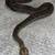 Boa boas python pythons snake snakes gecko geckos iguana 4 thumbnail