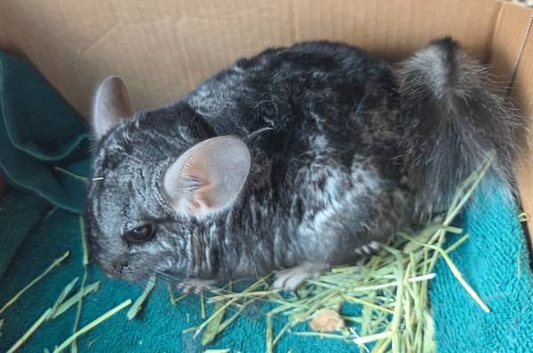 Chinchillas63897442846594120