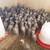 Chukar/Partridge 3 thumbnail