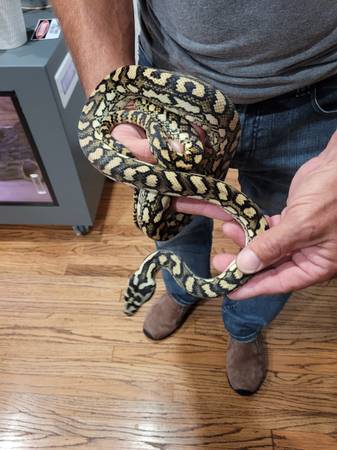 Carpet pythons (Hatboro)63797764702339121