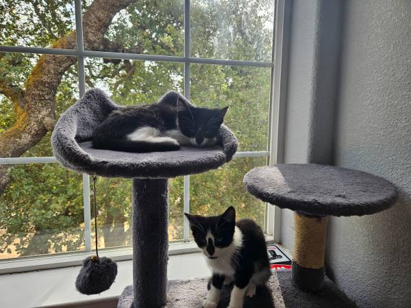 2 Kitler  kittens rehoming 8 weeks spayed, vaccinated & chipped (morgan hill)63890025444867123