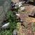 Marans and Ameraucana Pullets Coop Ready Rainbow egg layers 2 thumbnail