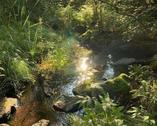 Artist seeking private and peaceful sanctuary 1