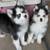 rehoming pomskies 9 thumbnail