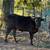 Calves & Cows 2 thumbnail