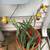 Iris rhizomes 6 thumbnail