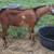 Miniature Nubian- Polled-Blue Eyed- Moon spotted Roan BUCK- Josiah 4 thumbnail