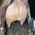 ADGA Nigerian Dwarf Buckling 6 thumbnail