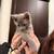 7 week Kittens 4 thumbnail