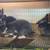 Mini Rex Rabbits 5 thumbnail