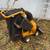 Cub cadet chipper/shredder/vacuum 3 thumbnail
